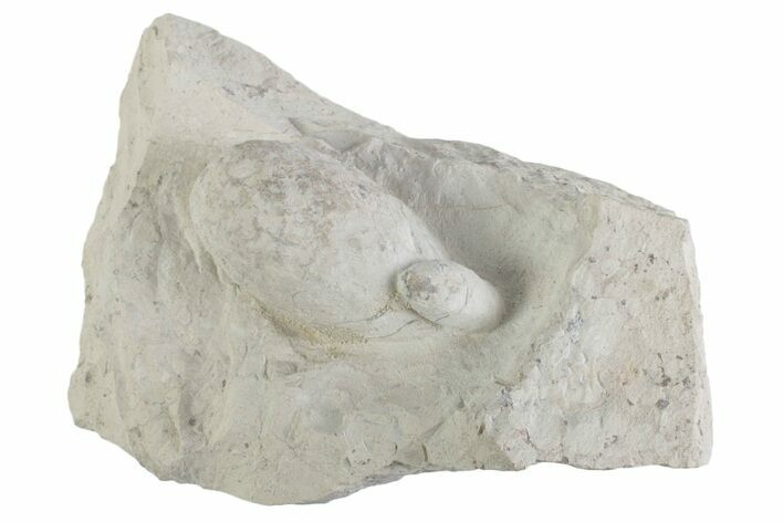 Eocene Fossil Crocodile Egg & Snake Egg - Bouxwiller, France #366878